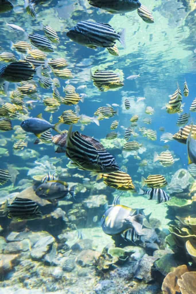 A School of Mado Fish Underwater