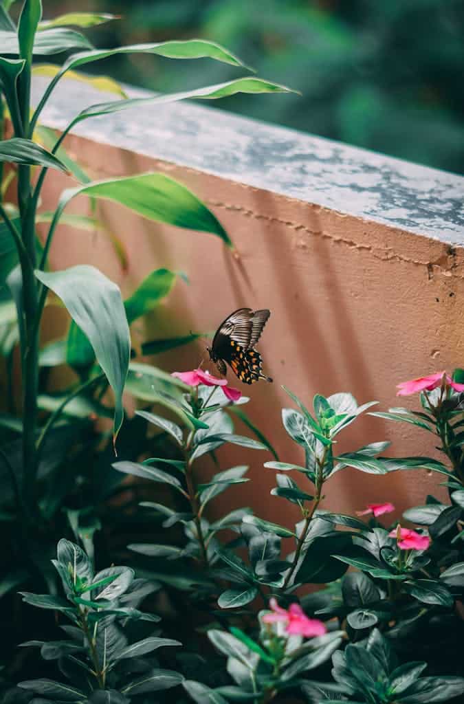 Close-Up Photo Of Butterfly Perched On A Flower