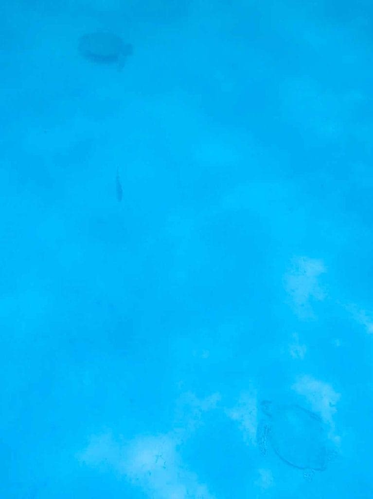 Two turtles swim in clear, blue water with subtle cloud reflections on the surface.