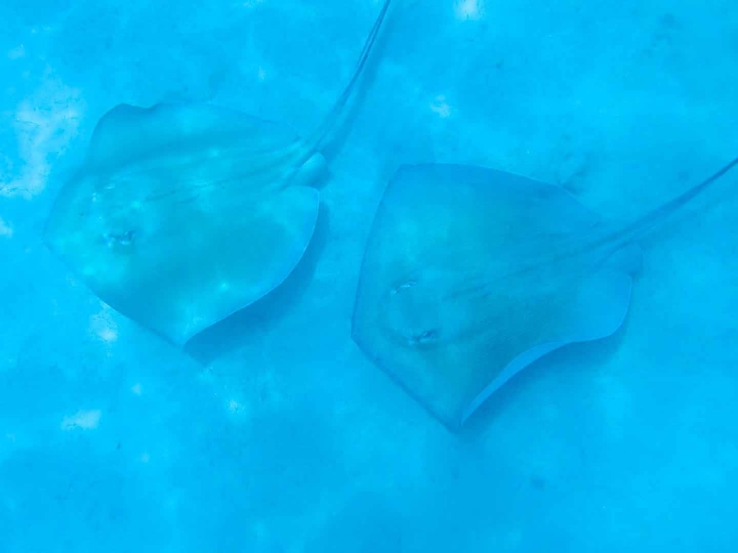 Two stingrays swim in clear, blue water, viewed from above.