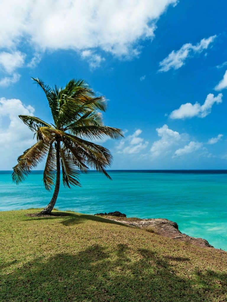 A solitary palm tree stands on a grassy cliff overlooking a turquoise ocean under a bright blue sky with scattered clouds.