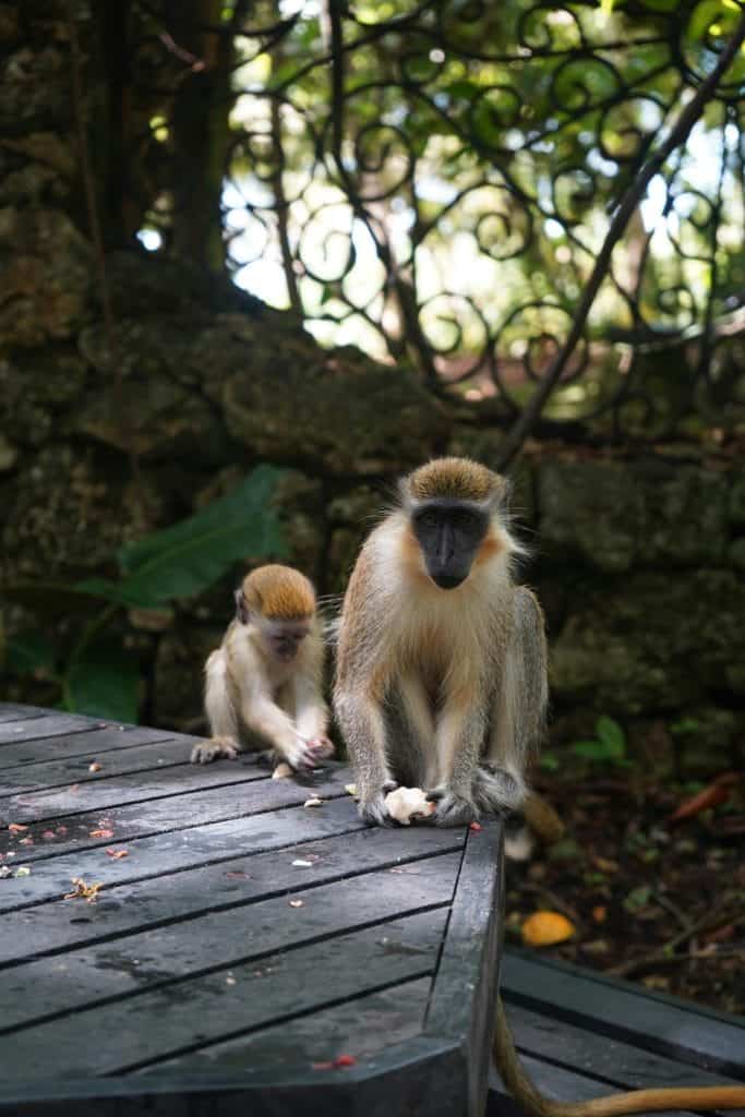 Two monkeys sitting on a wooden surface with a lush background. One is grooming or inspecting its fingers while the other observes.
