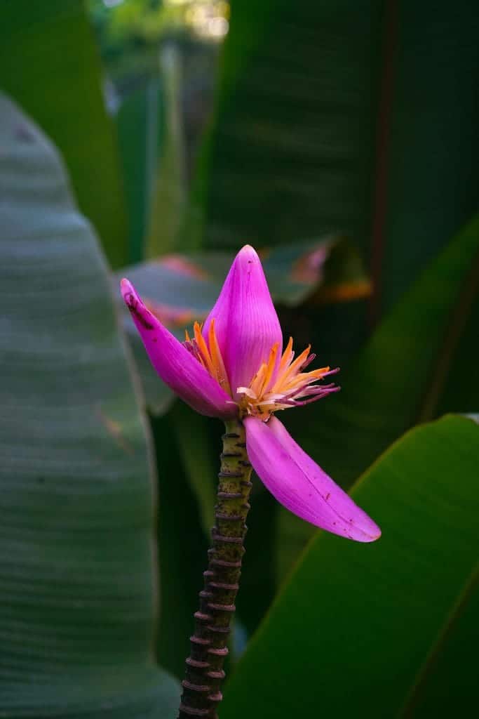 Close-up of a pink banana flower with yellow stamen amidst large green leaves.
